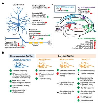 The Role of Kv7 Channels in Neural Plasticity and Behavior